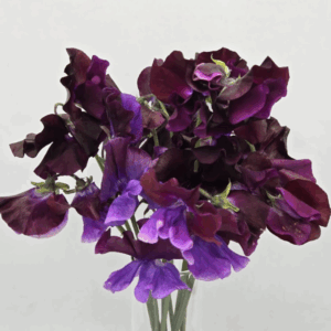 Sweet Pea - Viola